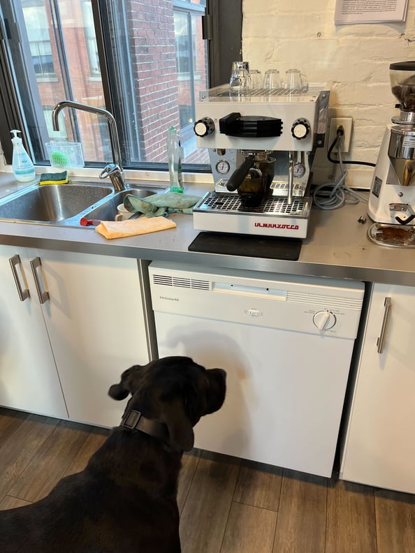 A majestic black dog stares in anticipation at TDL’s espresso machine