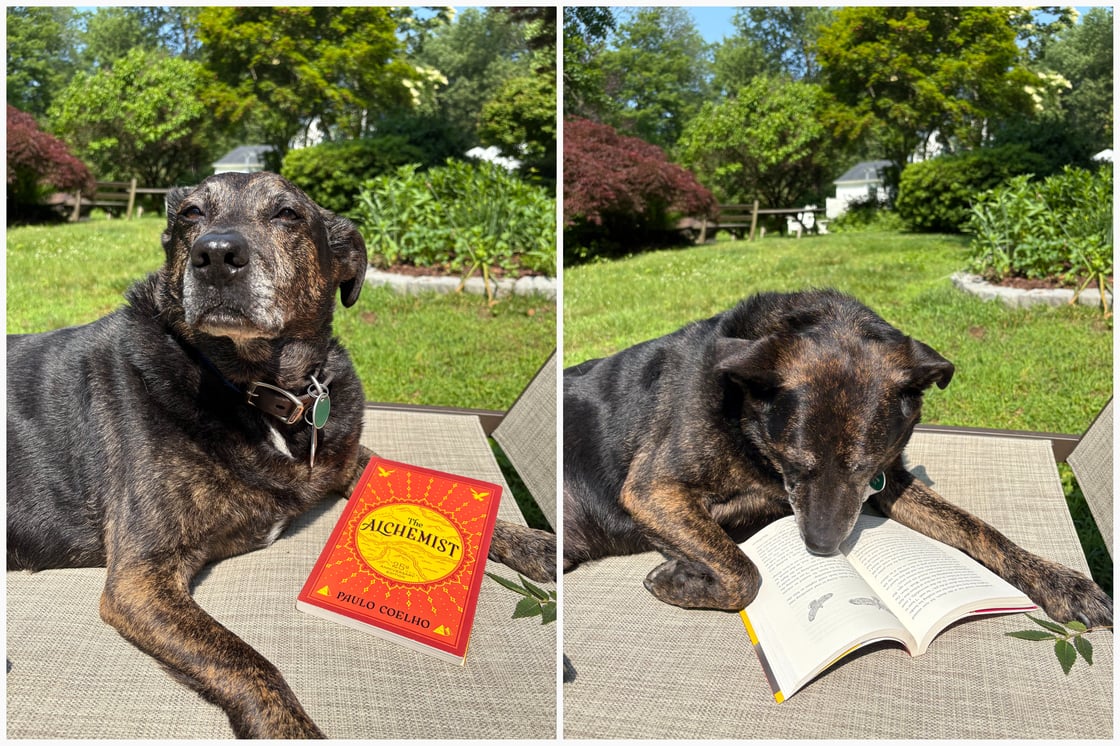Black dog posing with a book titled The Alchemist by Paulo Coelho